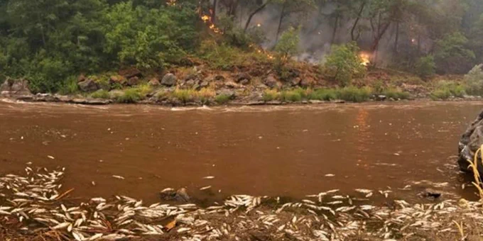 Active fire and fish kill. Photo by the Karuk Tribe 