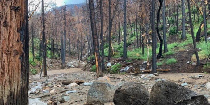 A post-fire debris flow (PFDF) scar in the headwaters of Vesa Creek. Photo by California Department of Fish and Wildlife