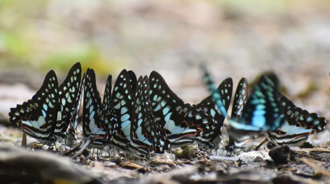 Cluster of black and blue butterflies resting on a rocky ground with blurred natural background.

Spotted and beautiful - Common jay butterflies, Graphium doson (c) Devika M B 2021