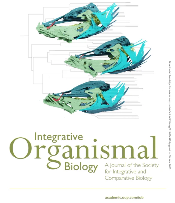 This study made the cover of the journal. Rendered skulls of typical representatives of three species of 𝑇𝑦𝑝ℎ𝑙𝑖𝑐ℎ𝑡ℎ𝑦𝑠.