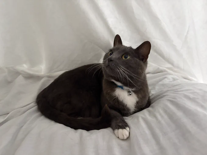 Luna is a gentle looking dark grey cat with a white chest and front paw, lying curled up, gazing upwards