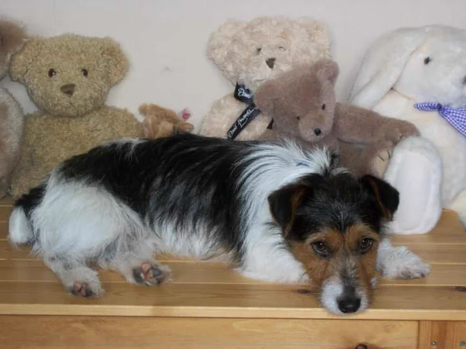 Benny Boy is a little long haired terrier with black, brown and white fur. Benny Boy is lying on a wooden chest of drawers with a selection of teddy bears behind them. Bnny Boy's pink and black toe beans on thir back tootsies are on display