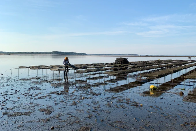 A person stands in shallow water in front of rows of oyster cages.