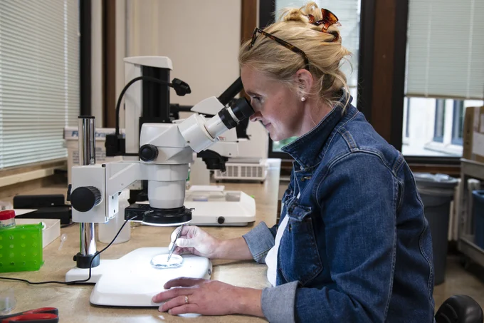 Emily McDermott looking through a microscope.