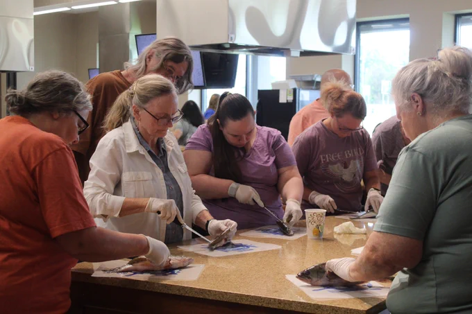 A group of people practice filleting a fish.