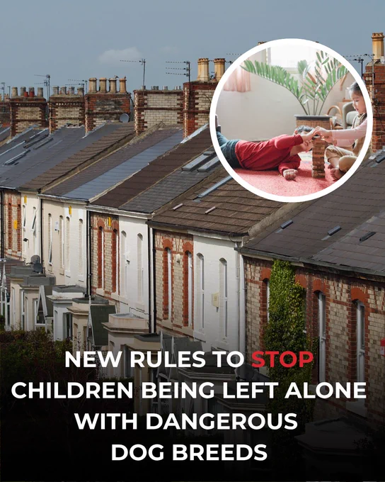 Row of houses with a circular inset showing children playing indoors. Text reads: "New rules to stop children being left alone with dangerous dog breeds."