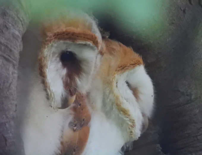 2 of the 3 fledgling Barn owls