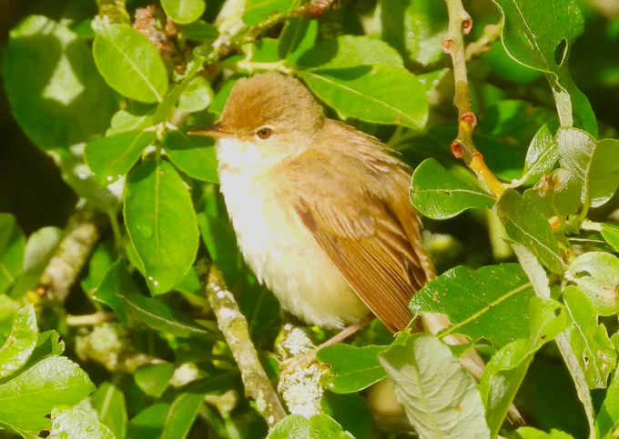 Reed Warbler