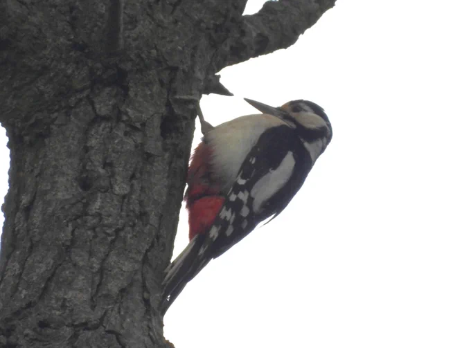 Great Spotted Woodpecker climbing up a tree trunk
