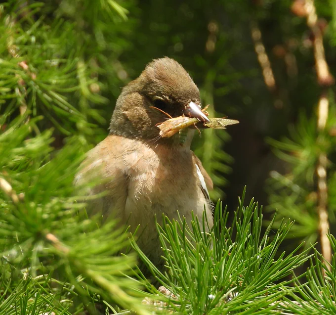 Female Chaffinch with a mouth full of insects