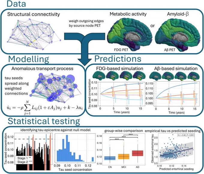 Figure from Brain paper on neuronal activity and amyloid promoting tau seeding