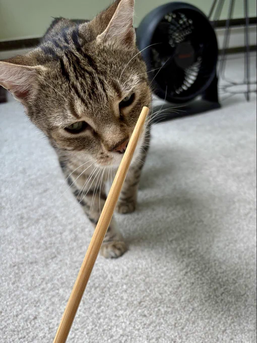 coda the tabby cat sniffs a chopstick