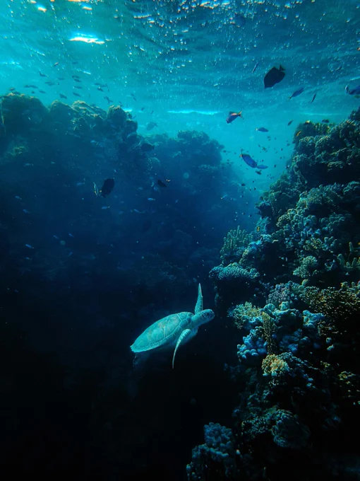 Photo by Francesco Ungaro on Unsplash:

https://unsplash.com/photos/gray-turtle-nlqqldluDBw