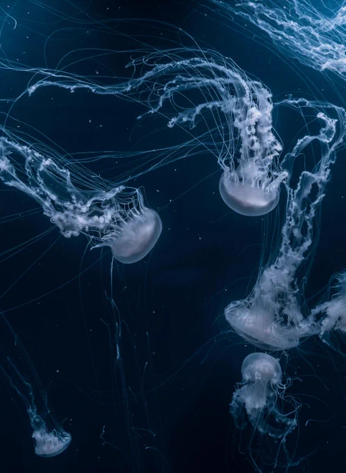 Photo by Joel Filipe on Unsplash:

https://unsplash.com/photos/white-jellyfishes-swims-_AjqGGafofE