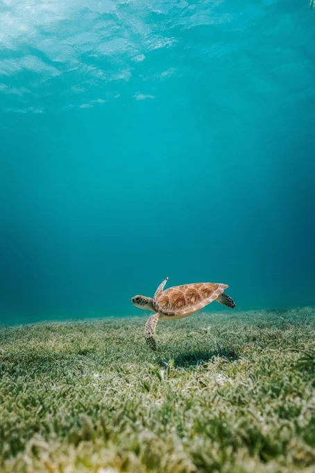 Photo by David Courbit on Unsplash:

https://unsplash.com/photos/brown-turtle-in-body-of-water-9XzyEzPAHMI