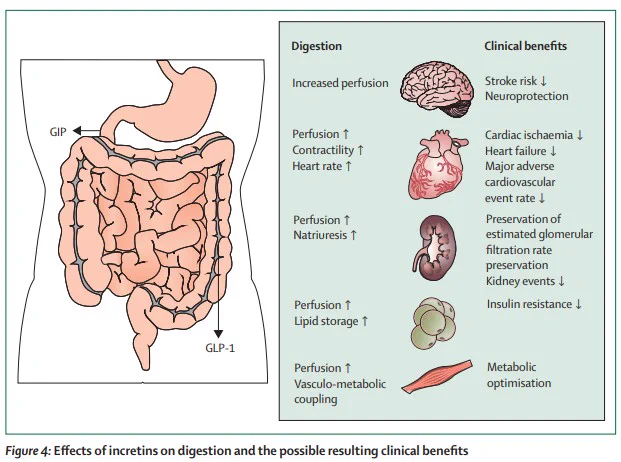 Effects of incretins on digestion and the possibe resulting clinical benefits in the brain, heart, kidneys, adipose tissue, and muscles. GIP=glucose-dependent insulinotropic peptide. GLP-1=glucagon-like peptide-1.