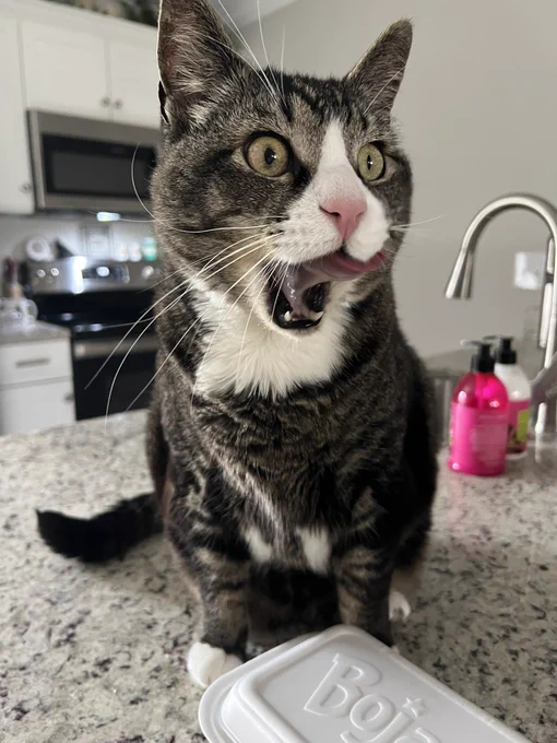 Boots is sticking his tongue out to lick his face