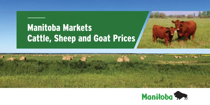 Field of bales. Two cattle in a field. Caption: Manitoba Markets: cattle, sheep and goat prices.
