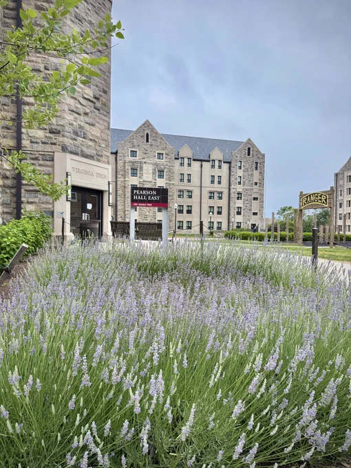 Lavender blooms in the foreground while Hokie stone buildings and a sign reading “Rangers” stand in the background.