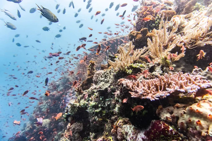 Fish swim on a beautiful coral reef.
Komodo National Park, East Nusa Tenggara, Indonesia, in the Coral Triangle.
Photo by Jeremy Bishop on Unsplash