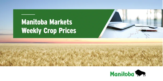 Cereal field and an open laptop. Caption: Manitoba Markets Weekly Crop Prices.