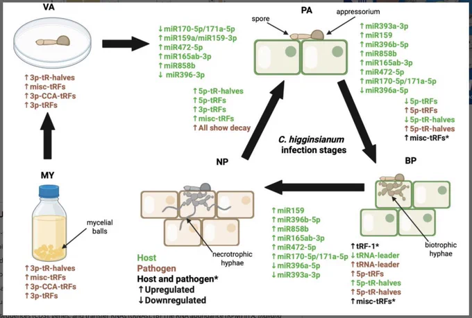 Schematic summary of miRNA and tRNA fragment dynamics during the infection stages of C. higginsianum in A. thaliana. The stages shown are in planta appressorium (PA), biotrophic phase (BP), necrotrophic phase (NP), in vitro appressorium (VA), and mycelia (MY). Differential accumulation of the sRNAs is color coded: green for A. thaliana, brown for C. higginsianum, and black for miRNAs and tRNA fragments that are similarly differential accumulation in both host and pathogen. Upregulation is indicated by upward arrows, and downregulation by downward arrows.