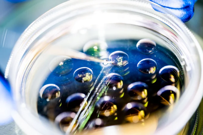 Close-up of a clear lab petri dish with a dark blue surface holding many clear egg cells. A thin, pointed instrument touches one egg cell.