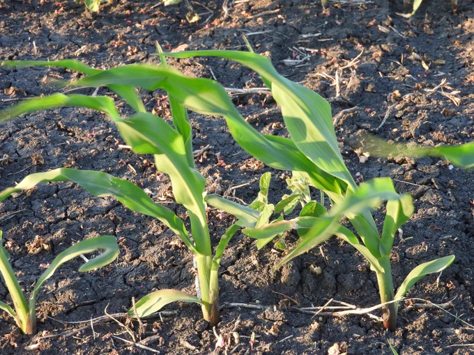 Corn staging.