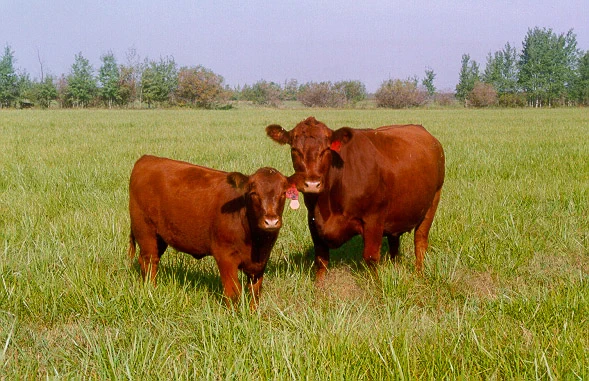 Cows standing in a pasture.