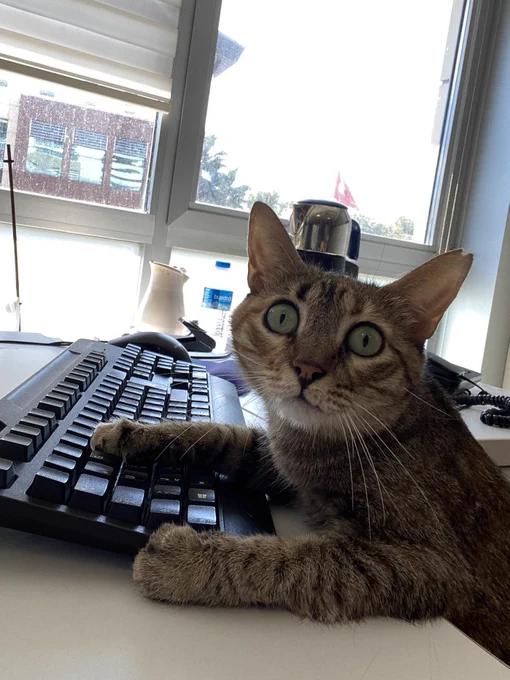 A shocked looking brown cat with their paws on a keyboard.