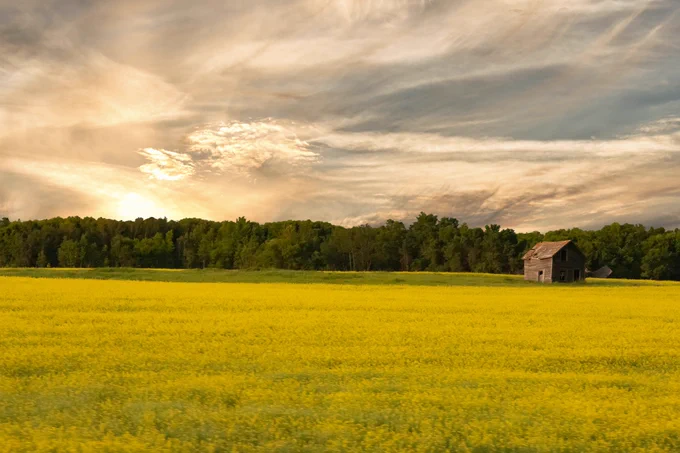 Sunset over a canola field.