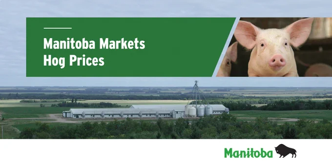 Pig and a hog barn. Caption: Manitoba Markets Hog Prices.