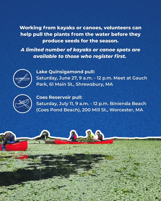 Graphic with text saying:

Working from kayaks or canoes, volunteers can help pull the plants from the water before they produce seeds for the season.

A limited number of kayaks or canoe spots are available to those who register first. 

Lake Quinsigamond pull: 
Saturday, June 27, 9 a.m. - 12 p.m. Meet at Gauch Park, 61 Main St., Shrewsbury, MA

Coes Reservoir pull:
Saturday, July 11, 9 a.m. - 12 p.m. Binienda Beach (Coes Pond Beach), 200 Mill St., Worcester, MA