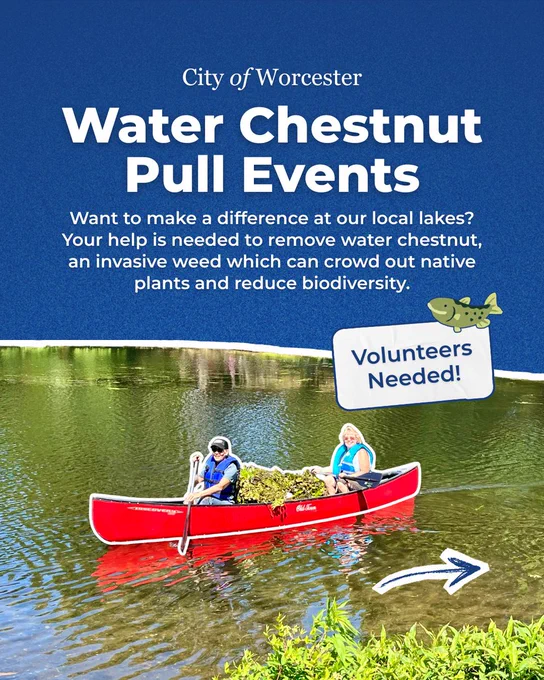 Graphic with text saying:

Water Chestnut Pull Events
Volunteers Needed!
Want to make a difference at our local lakes? Your help is needed to remove water chestnut, an invasive weed which can crowd out native plants and reduce biodiversity.