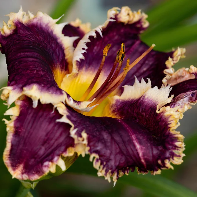 Hemerocallis 'Happy Teeth'
