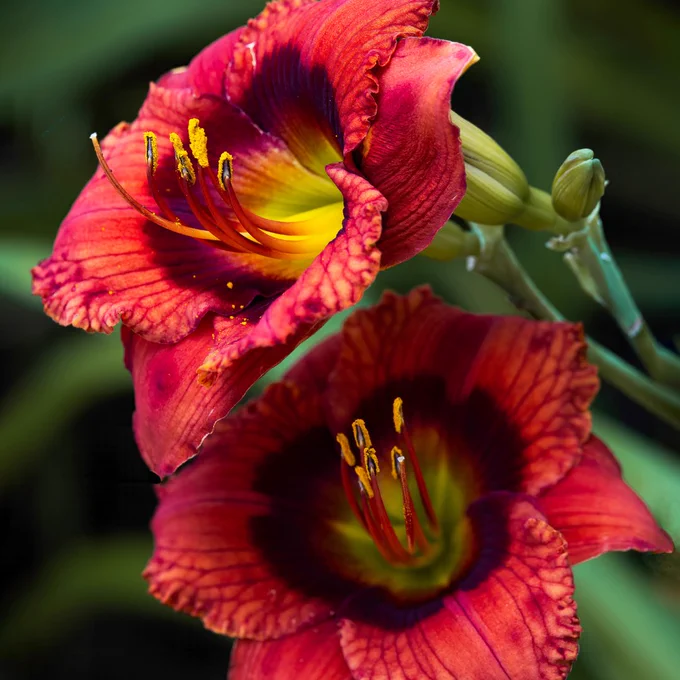 Hemerocallis 'Mister Lucky'
