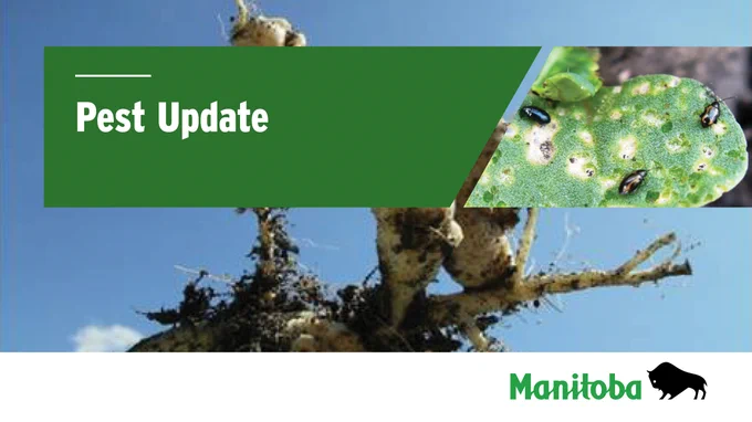 Root and a leaf with pest damage on it. Caption: Pest Update.