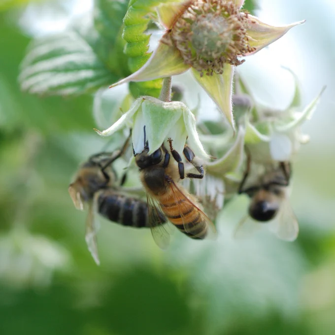 Bees on raspberry flowers.
