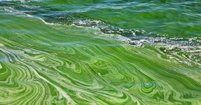 A swirling pattern of green algae covers the surface of a body of water, creating a marbled effect with darker and lighter shades of green. The water is gently rippling, with the algae forming intricate designs.
