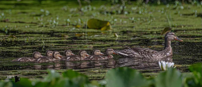 Female mallard swimming in water with duckling swimming behind.