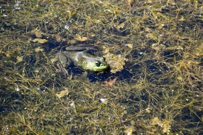 American bullfrog sitting in the water.