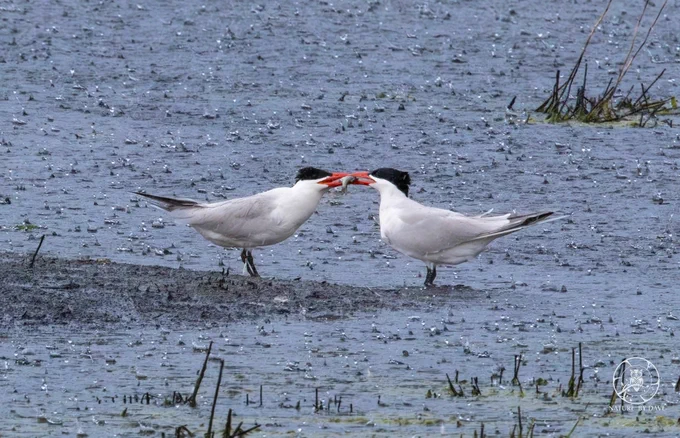 Caspian terns standing in water.