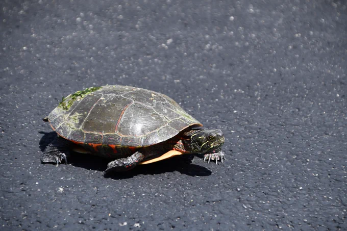 Painted turtle walking on pavement.