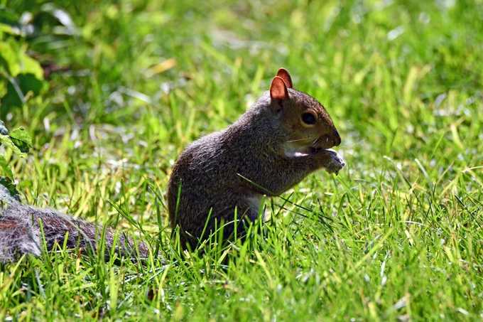 Eastern gray squirrel standing in grass.