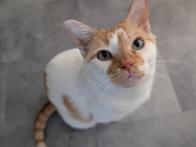 Cheddar looks up at the camera with a pleading expression. 