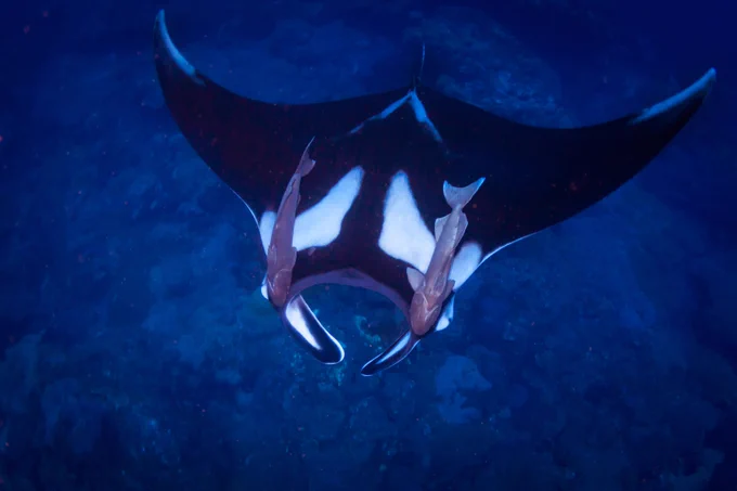 Manta ray from above with two remoras on either side of its body.

