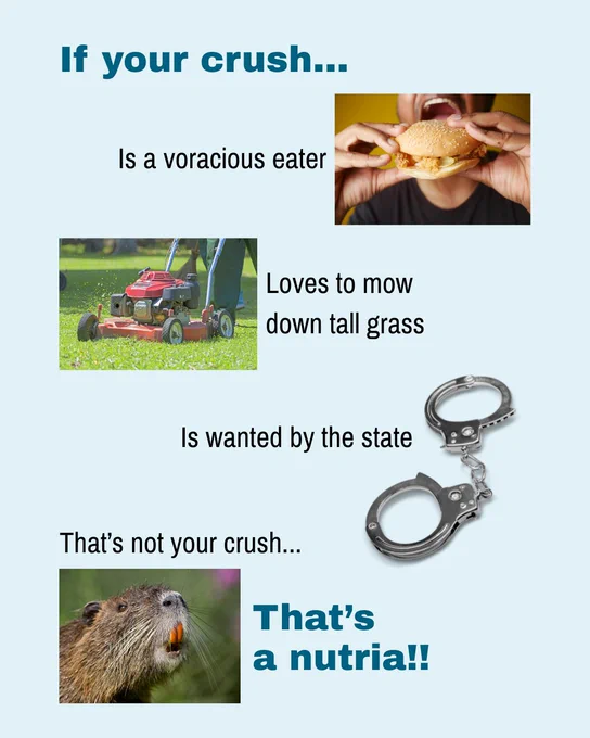 Graphic that says: If your crush is a voracious eater, loves to mow down tall grass, and is wanted by the state, that's not your crush – that's a nutria!!