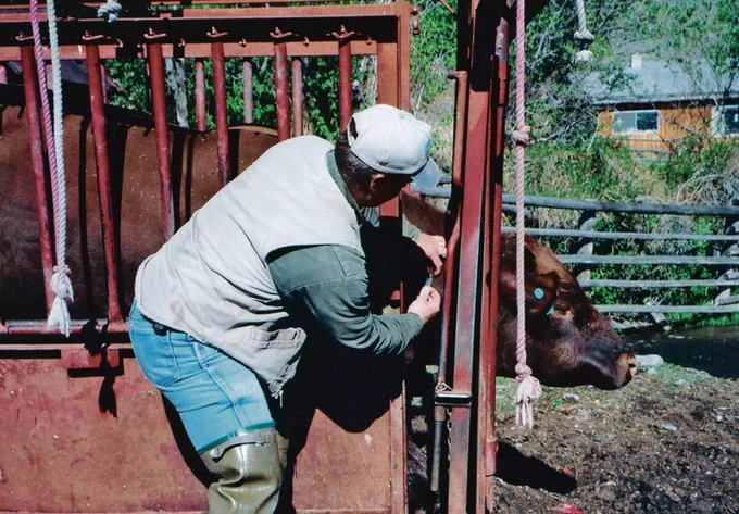 Cetrorelix is used for human in vitro fertilization (IVF) treatments. For cattle, it could synch cows up for ovulation and improve breeding.