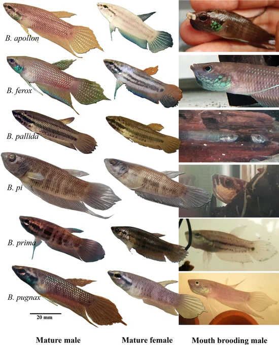 Broodstocks of six wild mouth-brooding fighting fishes for specimen size-series collection.