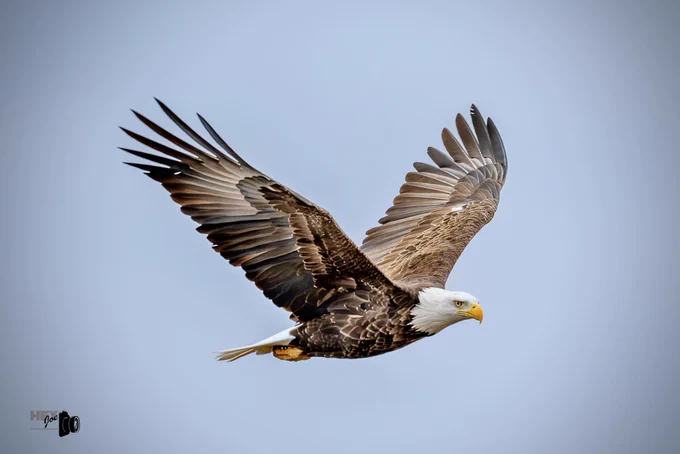 Bald eagle flying with wings extended and the sky in the background.